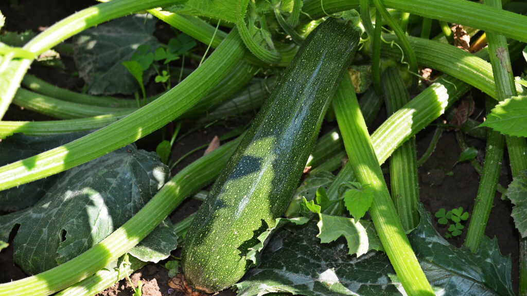 courgette