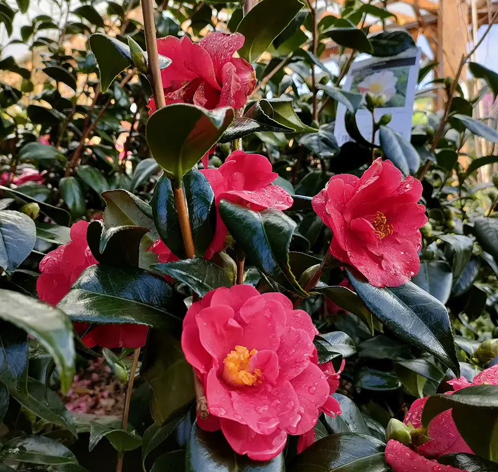 arbres 1 exterieur saisons