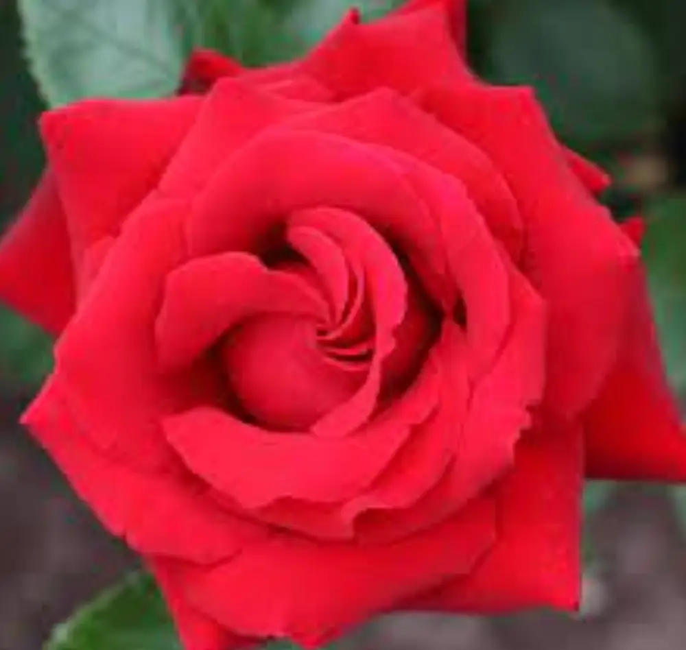 arbres 2 exterieur saisons