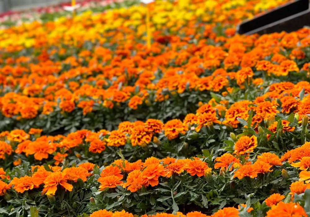 subheader production3 saisons