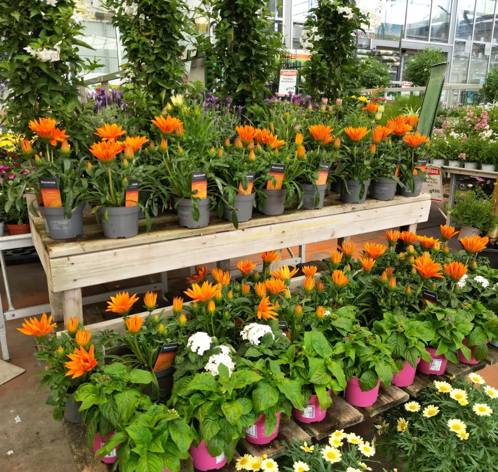 vivaces 1 exterieur saisons