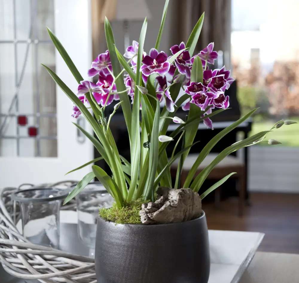 cache pots1 interieur saisons