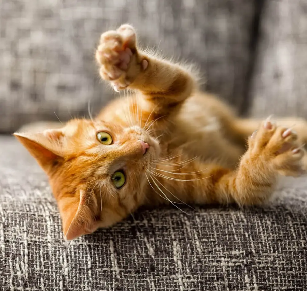 chat1 interieur saisons