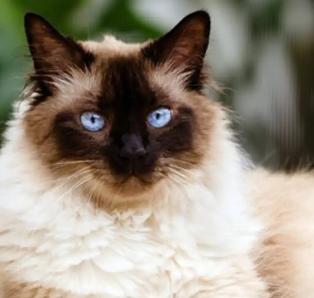 chat2 interieur saisons