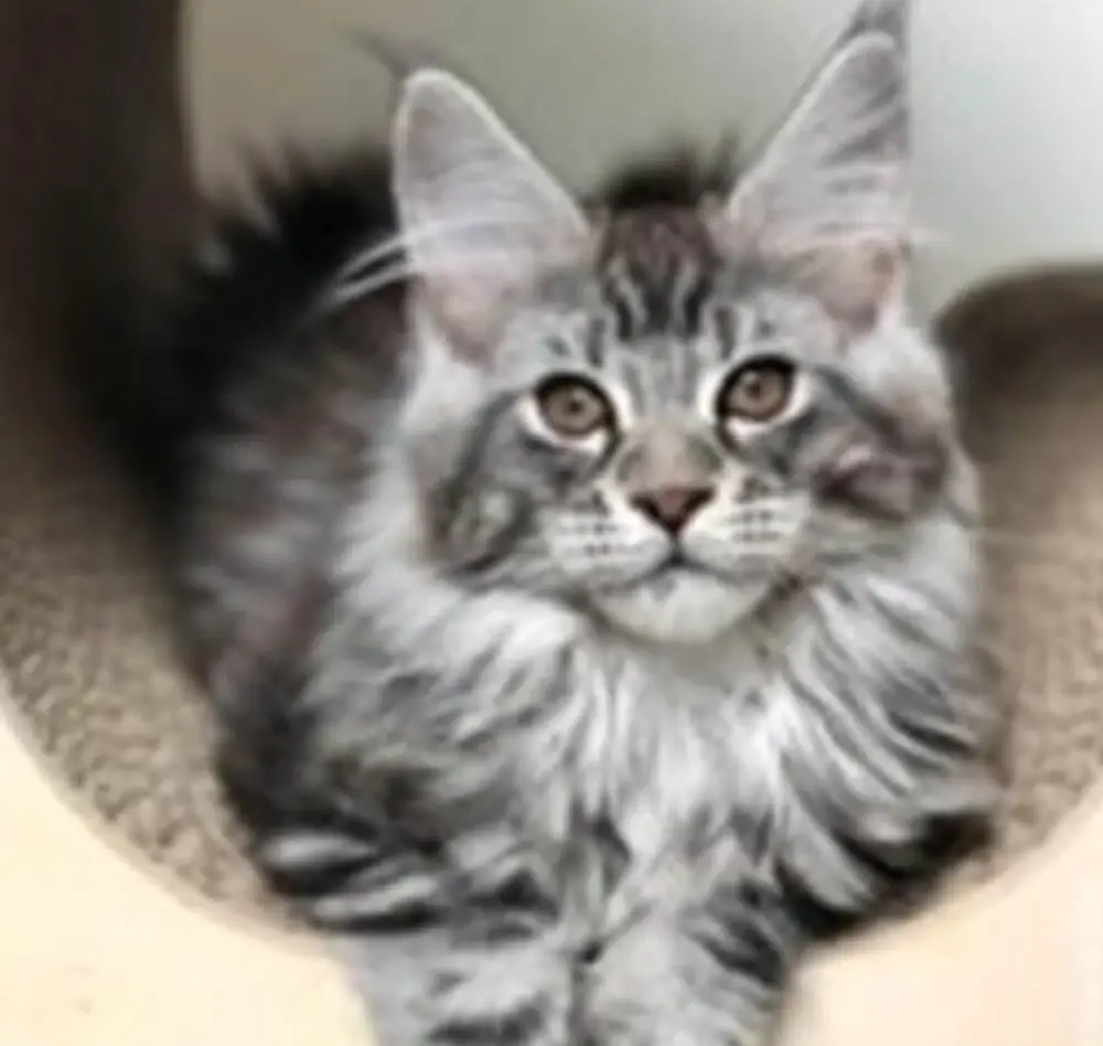 chat3 interieur saisons