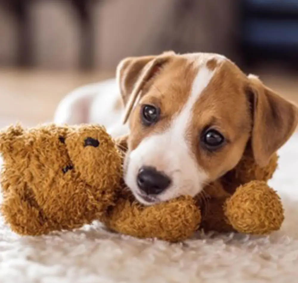 chien1 interieur saisons