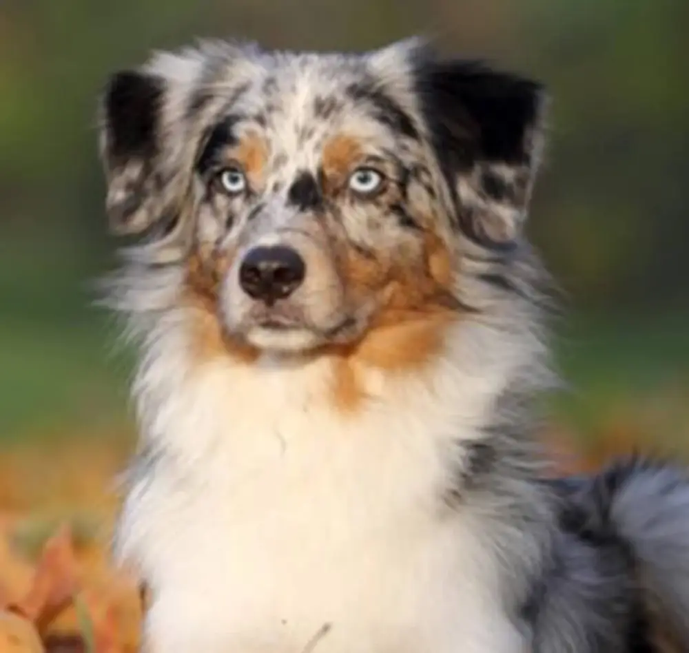 chien2 interieur saisons