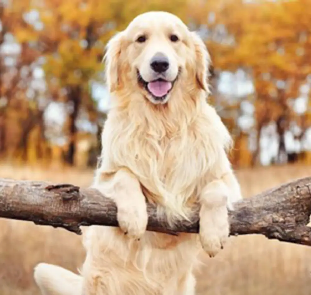 chien3 interieur saisons