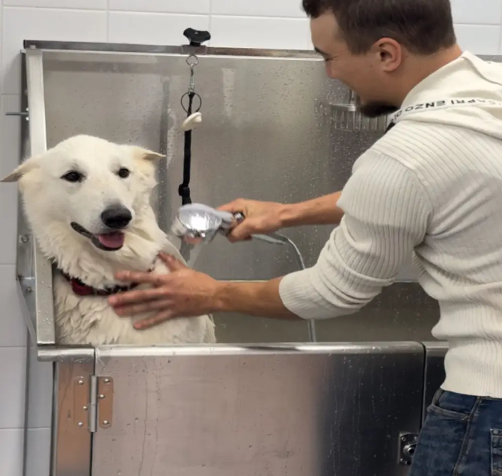 dog wash mouroux
