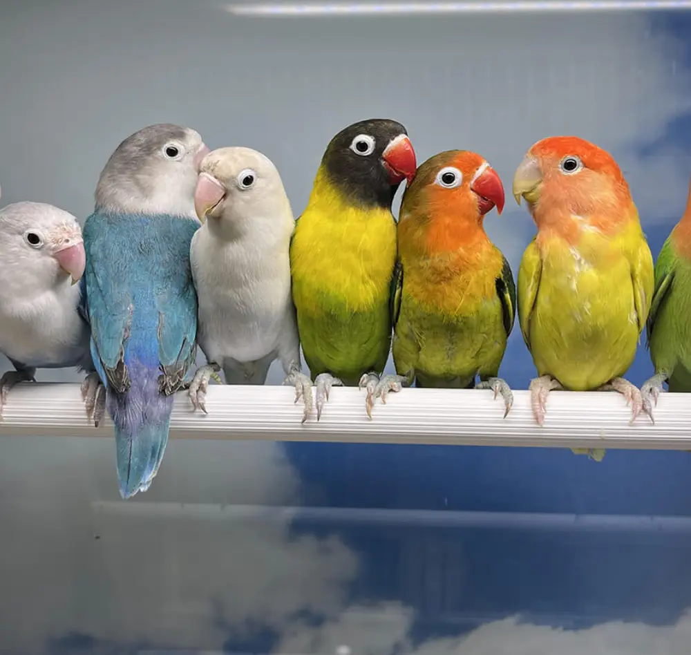 oiseau interieur saisons