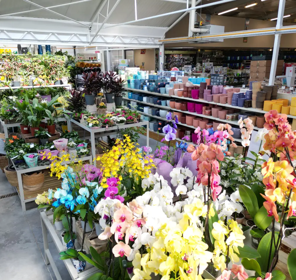 orchidees interieur saisons