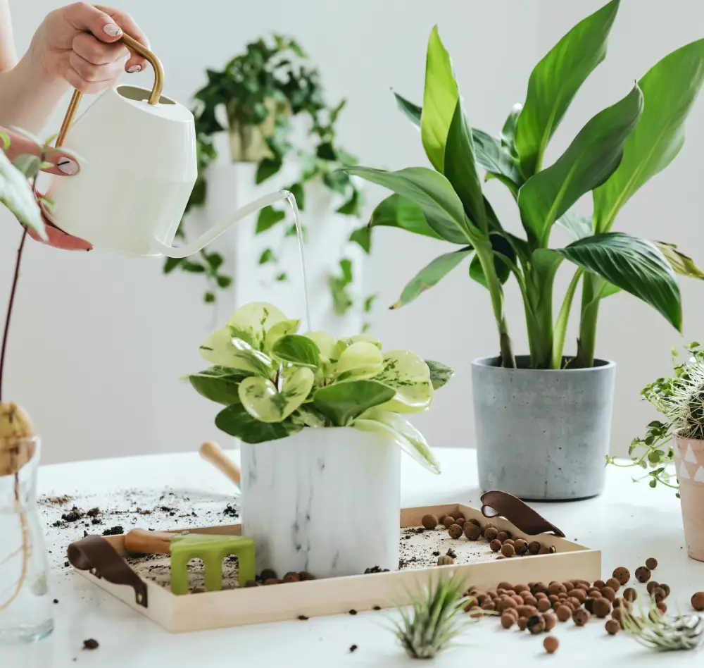 plantes vertes1 interieur saisons