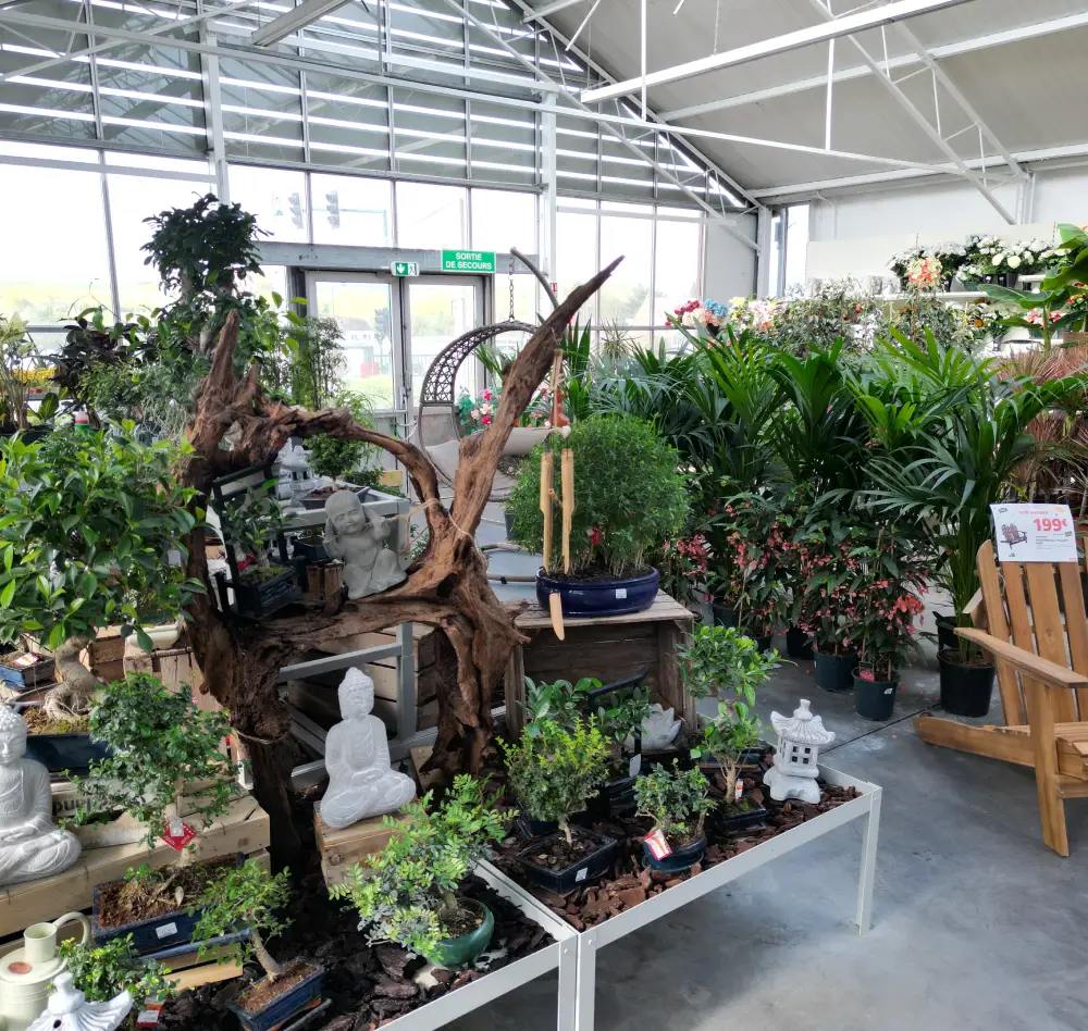 plantes vertes2 interieur saisons