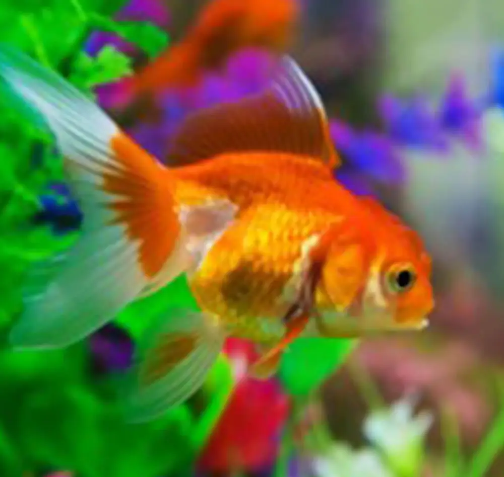 poisson1 interieur saisons