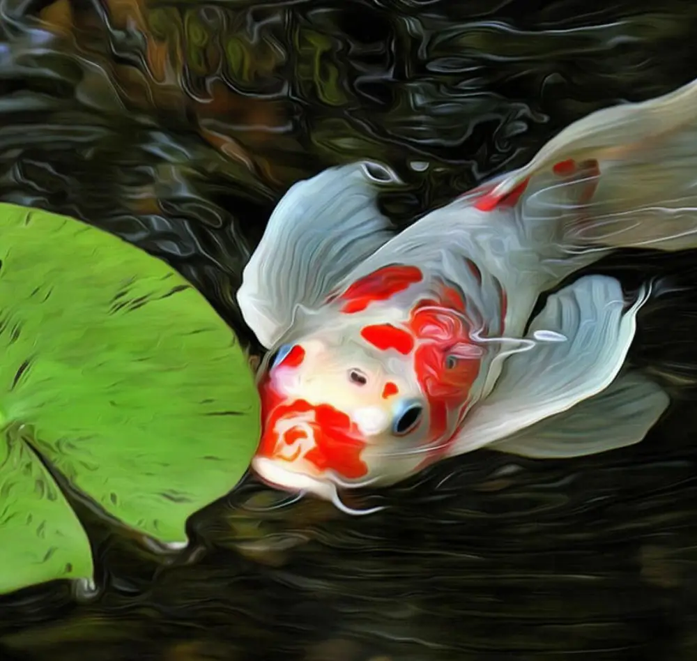 poisson4 interieur saisons