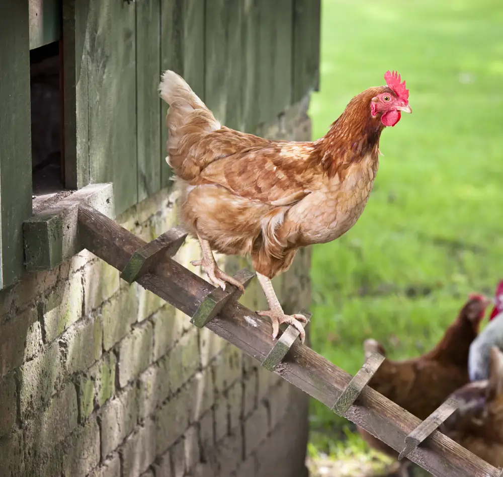 poule2 interieur saisons