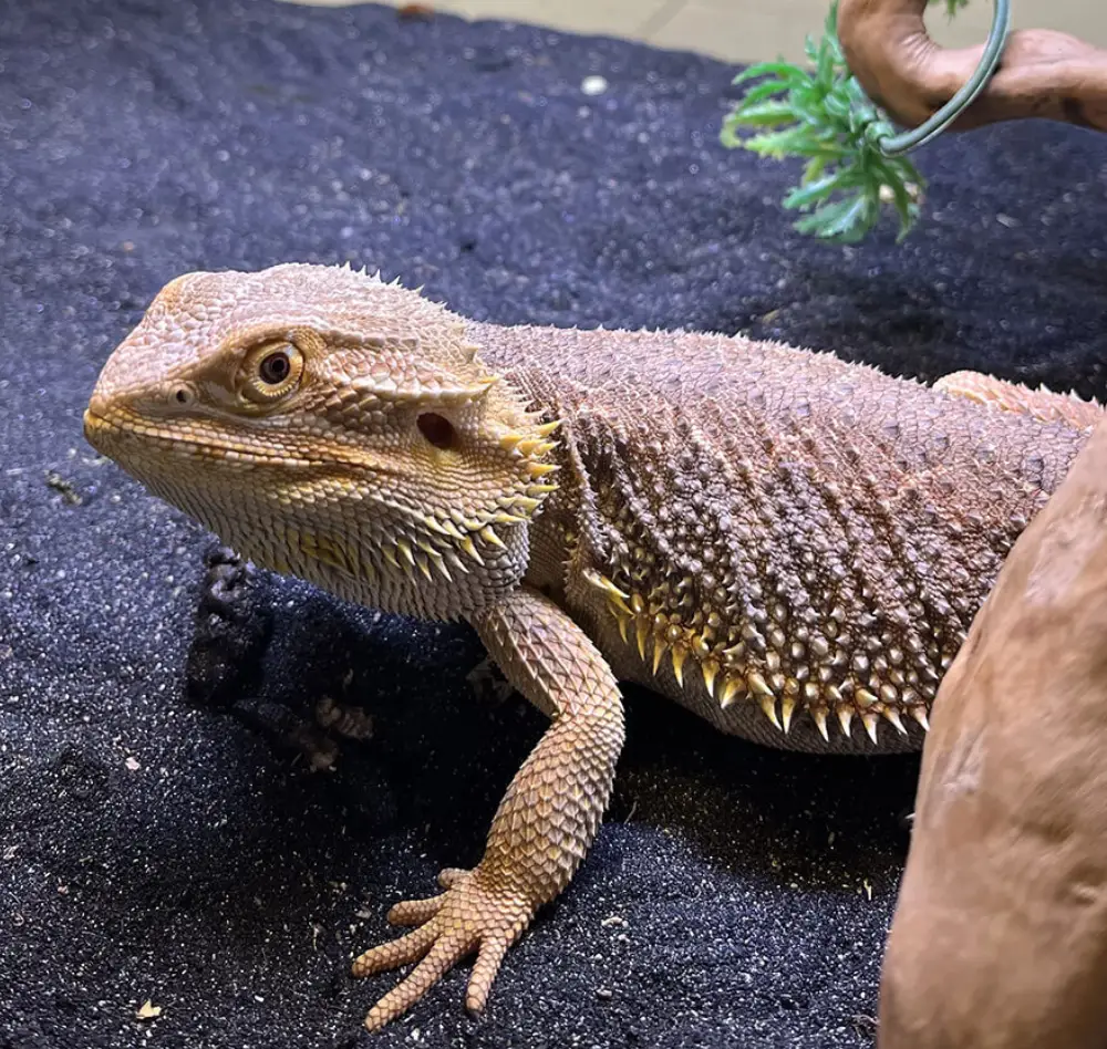 reptile2 interieur saisons