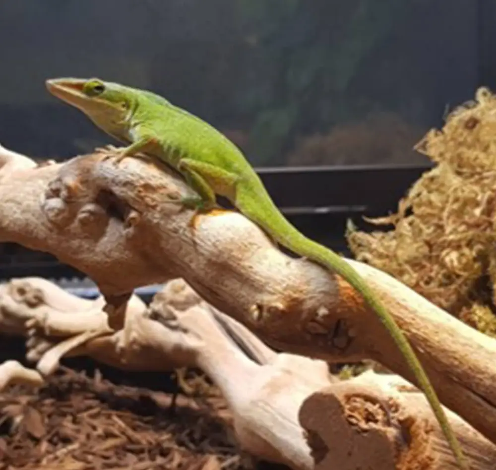 reptile3 interieur saisons