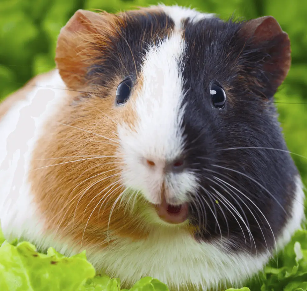 rongeur2 interieur saisons